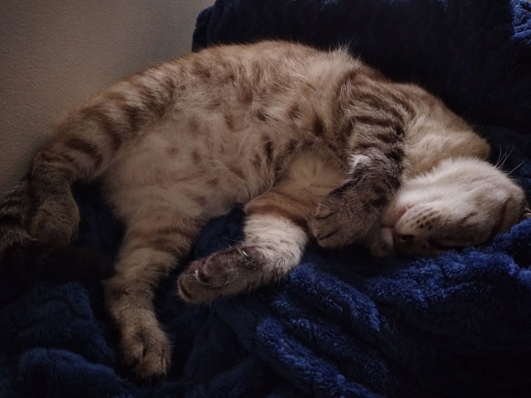 a cat sleeping with her belly up